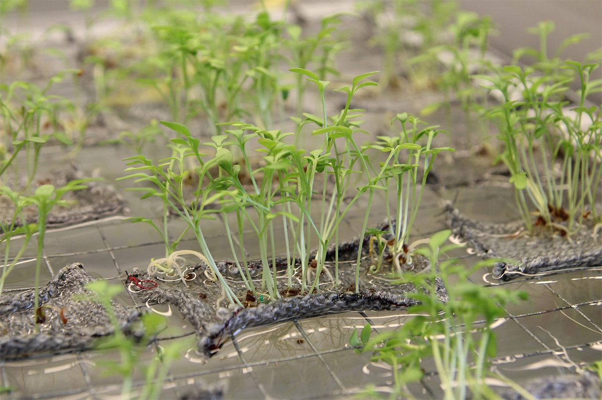 Bache Vertical Farming